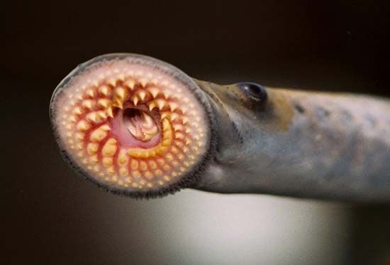lamprey