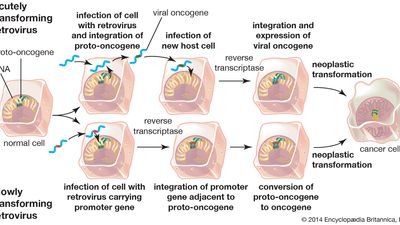 cancer-causing retroviruses