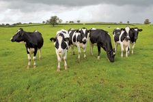 Cows