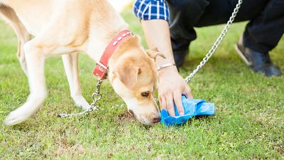 Closeup of the hand of a man picking up some dog poop with a bag while his dog sniffs it. Walk cleanup sniff