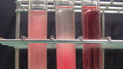 Blood plasma