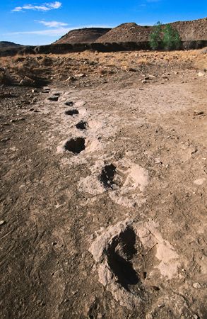 Oklahoma: dinosaur tracks