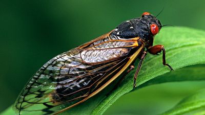 Periodical Cicada, Adult, Magicicada spp. Requires 17 years to complete development. Nymph splits its skin, and transforms into an adult. Feeds on sap of tree roots. Northern Illinois Brood. This brood is the largest emergence of cicadas anywhere