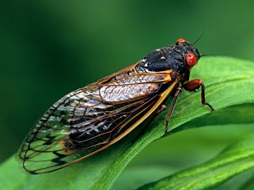 Periodical Cicada, Adult, Magicicada spp. Requires 17 years to complete development. Nymph splits its skin, and transforms into an adult. Feeds on sap of tree roots. Northern Illinois Brood. This brood is the largest emergence of cicadas anywhere