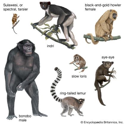 primate