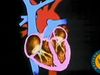 The human heart and cardiovascular system explained