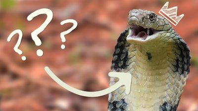 Close-up of a king cobra overlaid with question marks, a drawn crown, and an arrow pointing to the snake