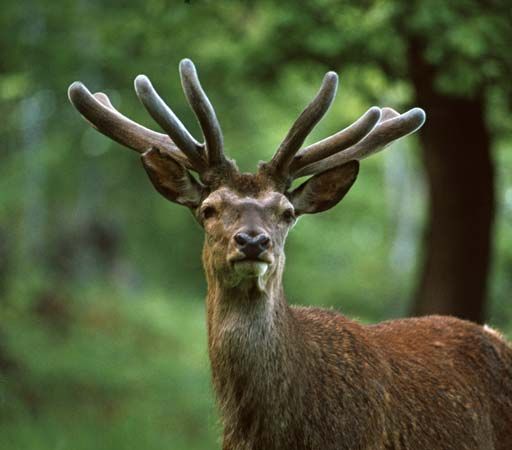 deer antler velvet