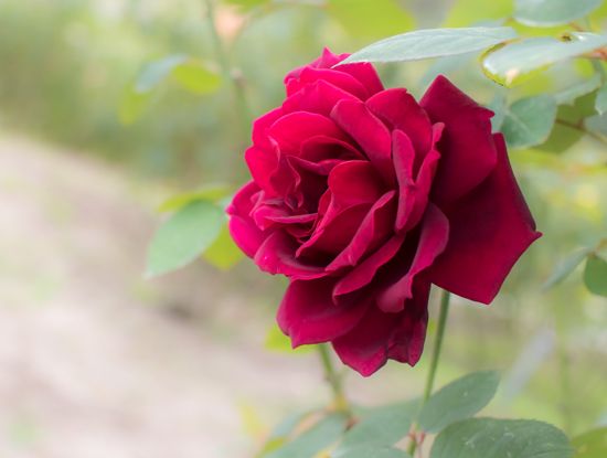 Oklahoma state flower