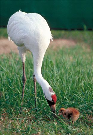 Whooping crane (Grus americana).