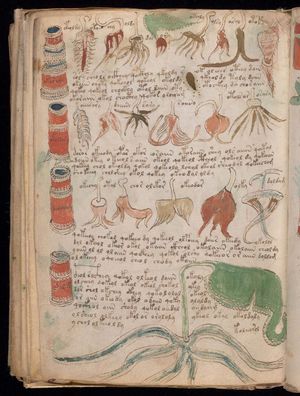 Voynich manuscript