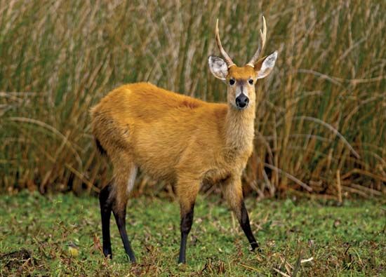 marsh deer