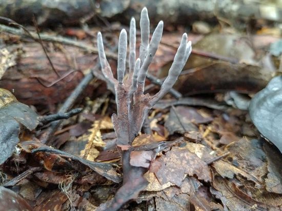 fungi on the rainforest floor