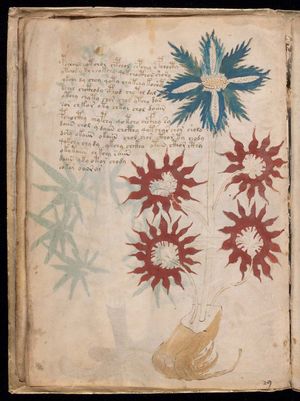 Voynich manuscript