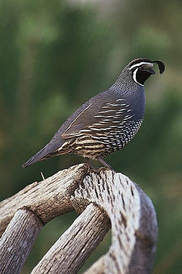 California quail