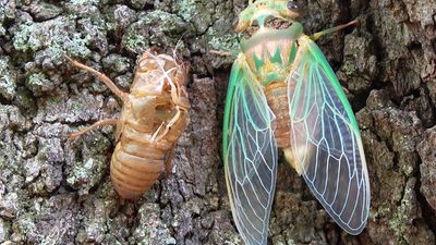 Green cicada emerged from shell.