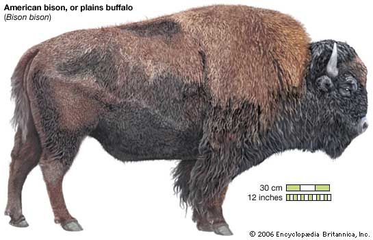 American bison (Bison bison)