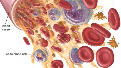 Blood components
