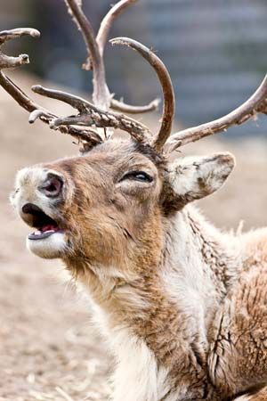 reindeer