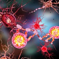 Can autoimmune diseases be treated more effectively?