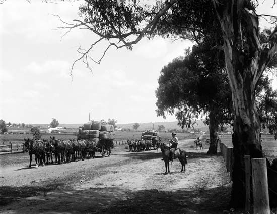 Australia: wool industry