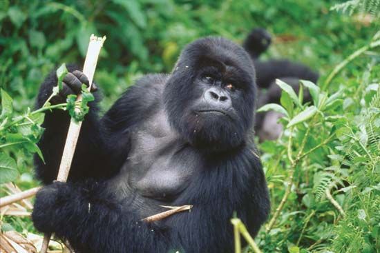 gorilla