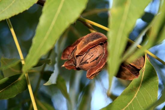 pecan