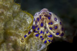 blue-ringed octopus