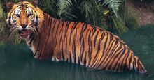 Sumatran tiger (panthera tigris sumatrae) in water