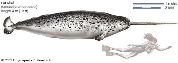 narwhal