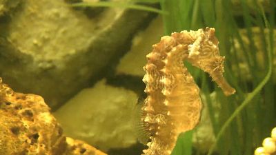 All about ray fins: Seahorses, trunkfish, and more