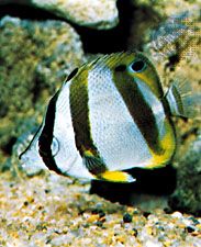 butterfly fish
