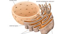 Endoplasmic reticulum. cell biology