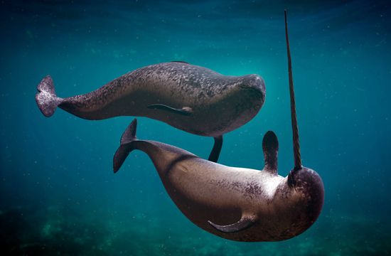 narwhals