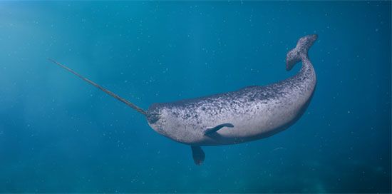 narwhal