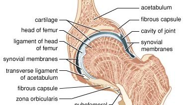 hip joint