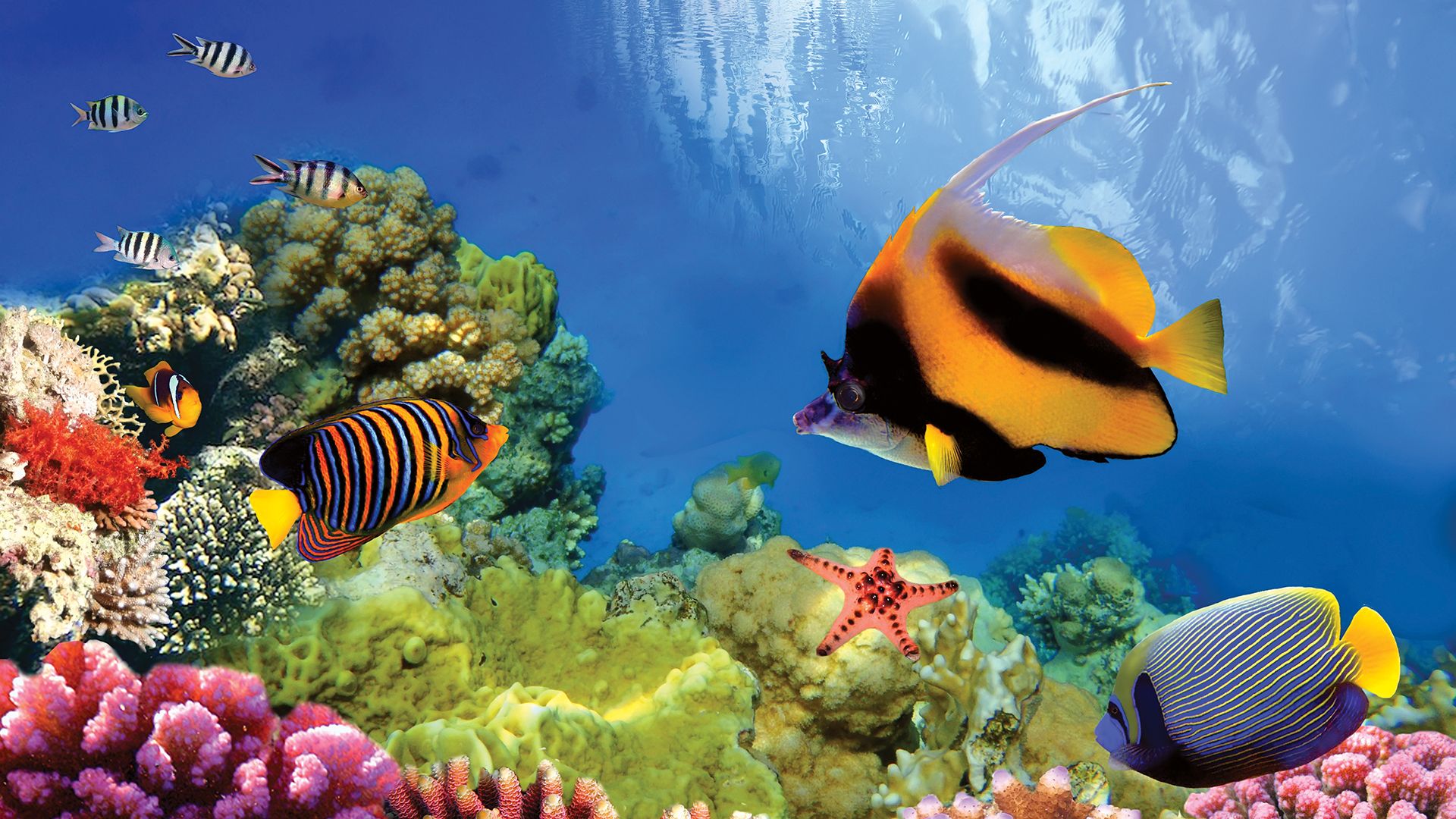 Great Barrier Reef