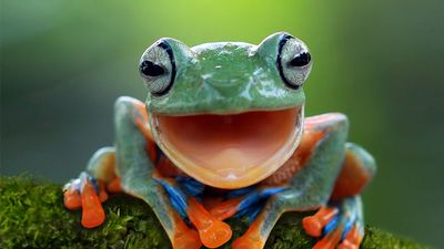 Javan gliding tree frog or flying tree frog.  Amphibian