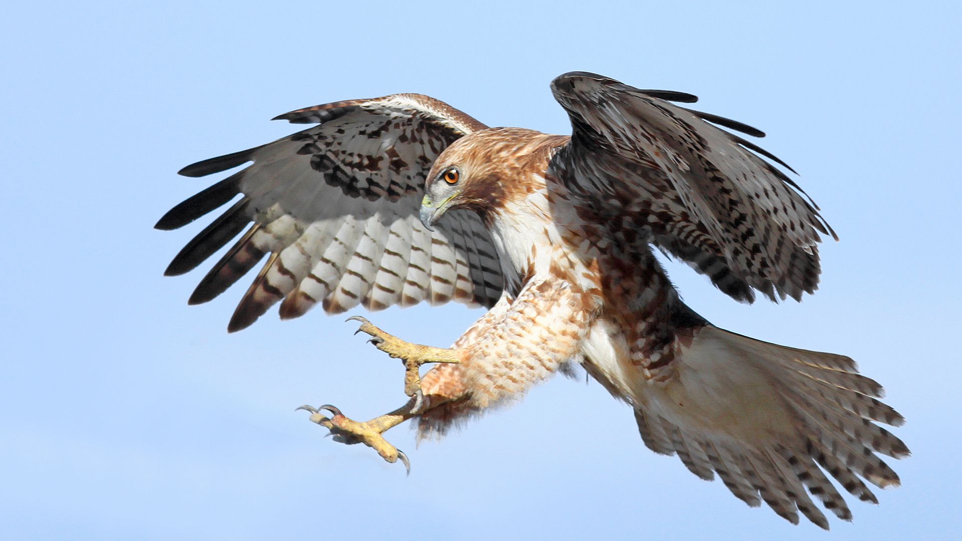 Bird of prey: red-tailed hawk