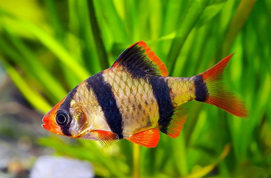 tropical fish: camouflage