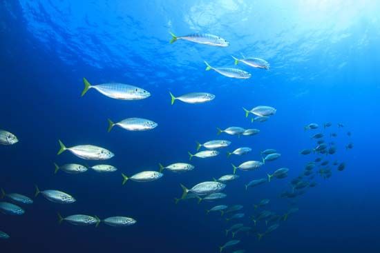 mackerel