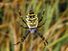 Wasp spider. Argiope bruennichi. Orb-weaver spider. Spiders. Arachnid. Cobweb. Spider web. Spider's web. Spider silk. Black and yellow striped wasp spider spinning a web.