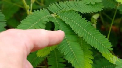 How the sensitive plant reacts to touch