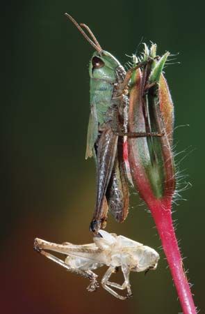 grasshopper exoskeleton