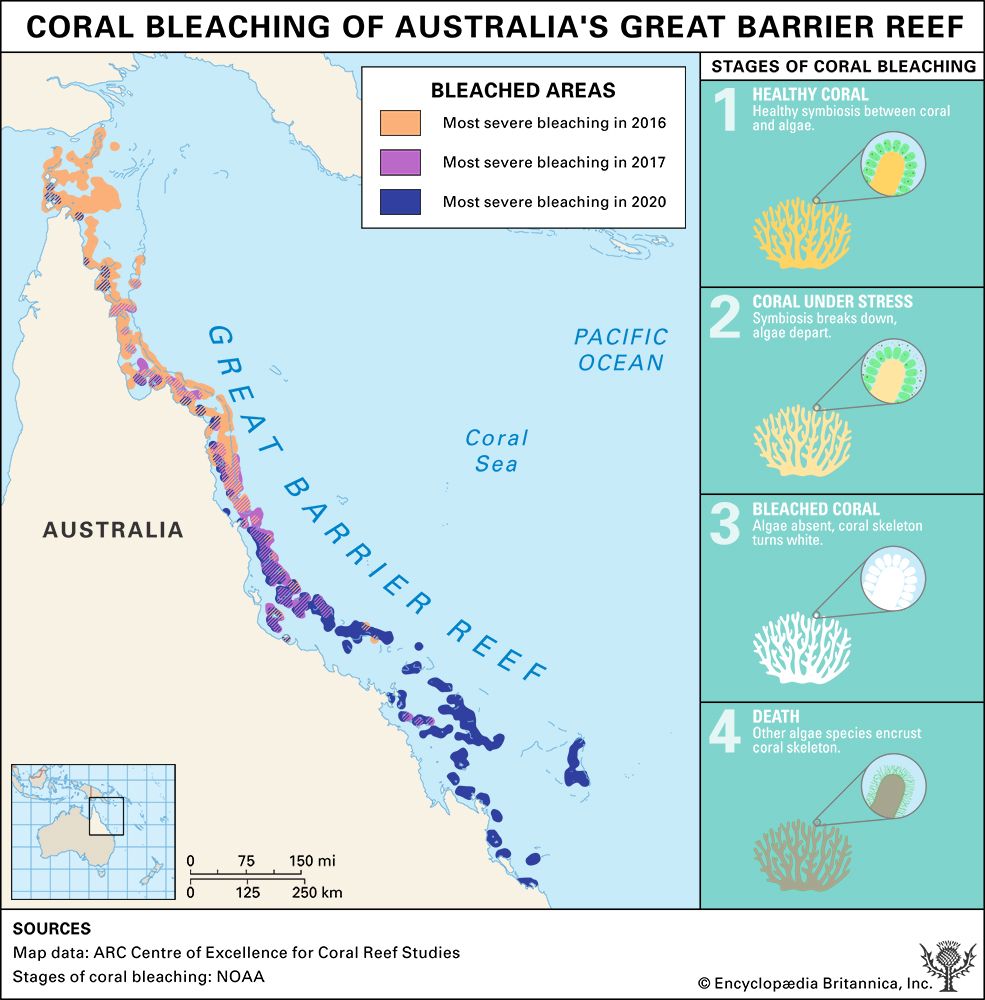 Great Barrier Reef: coral bleaching