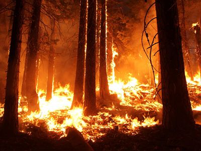 wildfire: Stanislaus National Forest