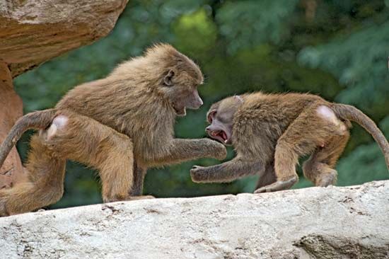 baboon