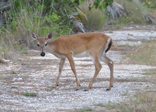 Key deer