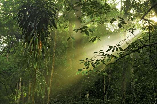 Malaysian rainforest