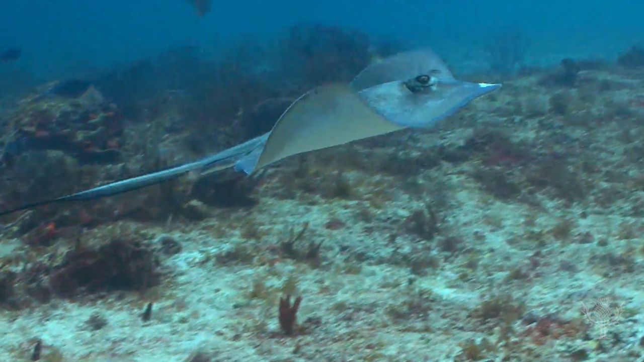ray